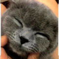 小姐姐和蓝猫头像可爱,小姐姐与蓝猫头像的可爱邂逅